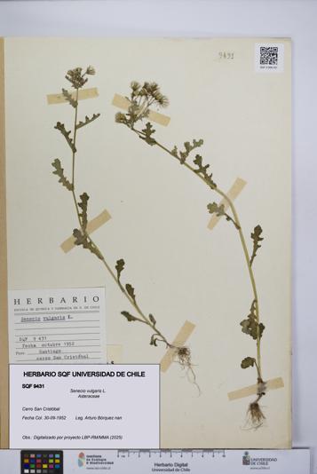 Senecio vulgaris [Espécimen: UCH:SQF:0009431]