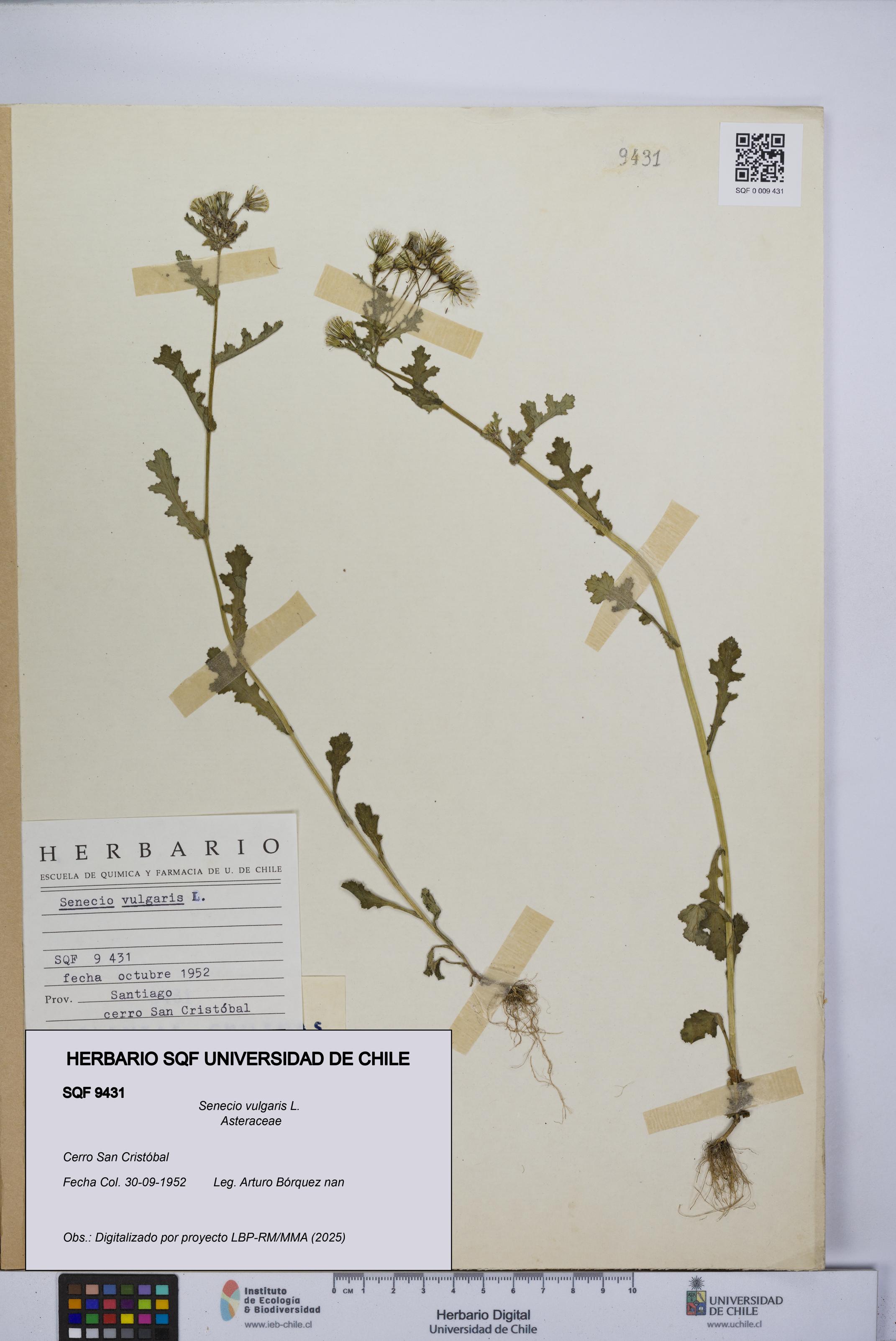 Senecio vulgaris [Espécimen: UCH:SQF:0009431]