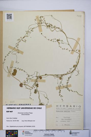 Dioscorea humifusa [Espécimen: UCH:SQF:0009437]