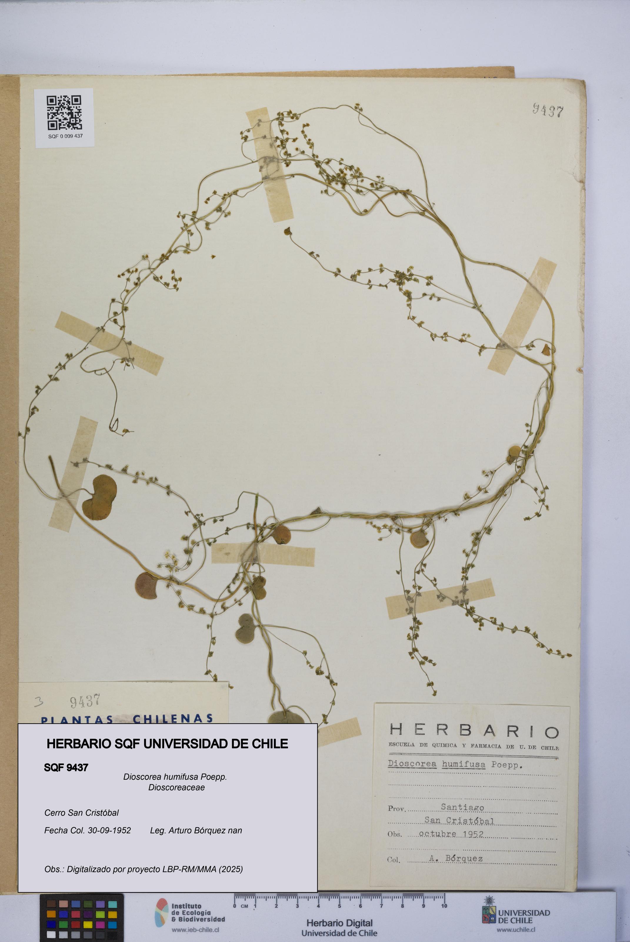 Dioscorea humifusa [Espécimen: UCH:SQF:0009437]