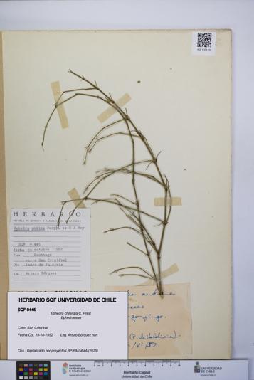 Ephedra chilensis [Espécimen: UCH:SQF:0009445]