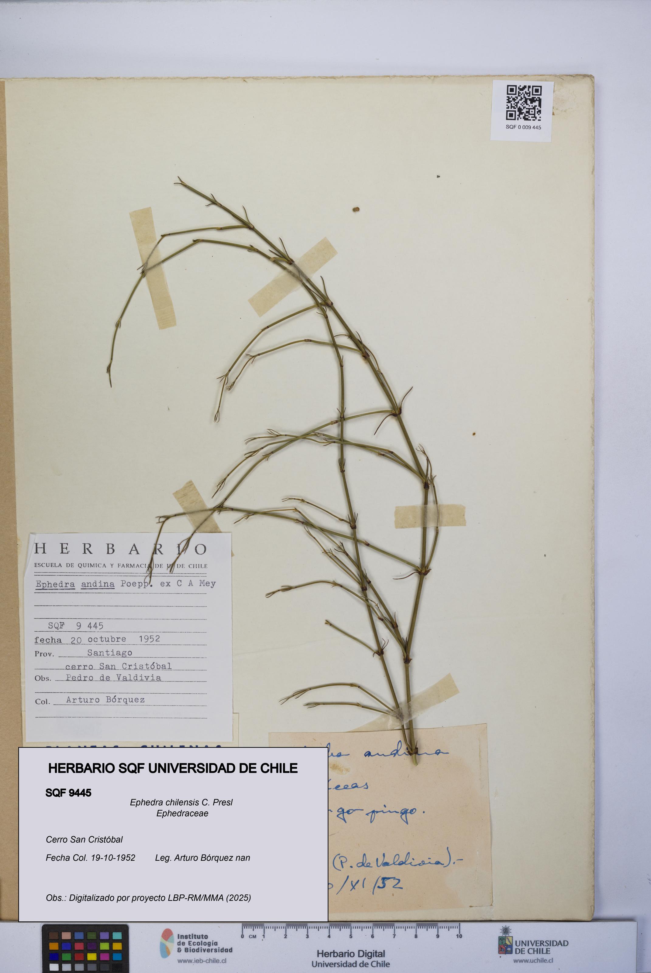 Ephedra chilensis [Espécimen: UCH:SQF:0009445]