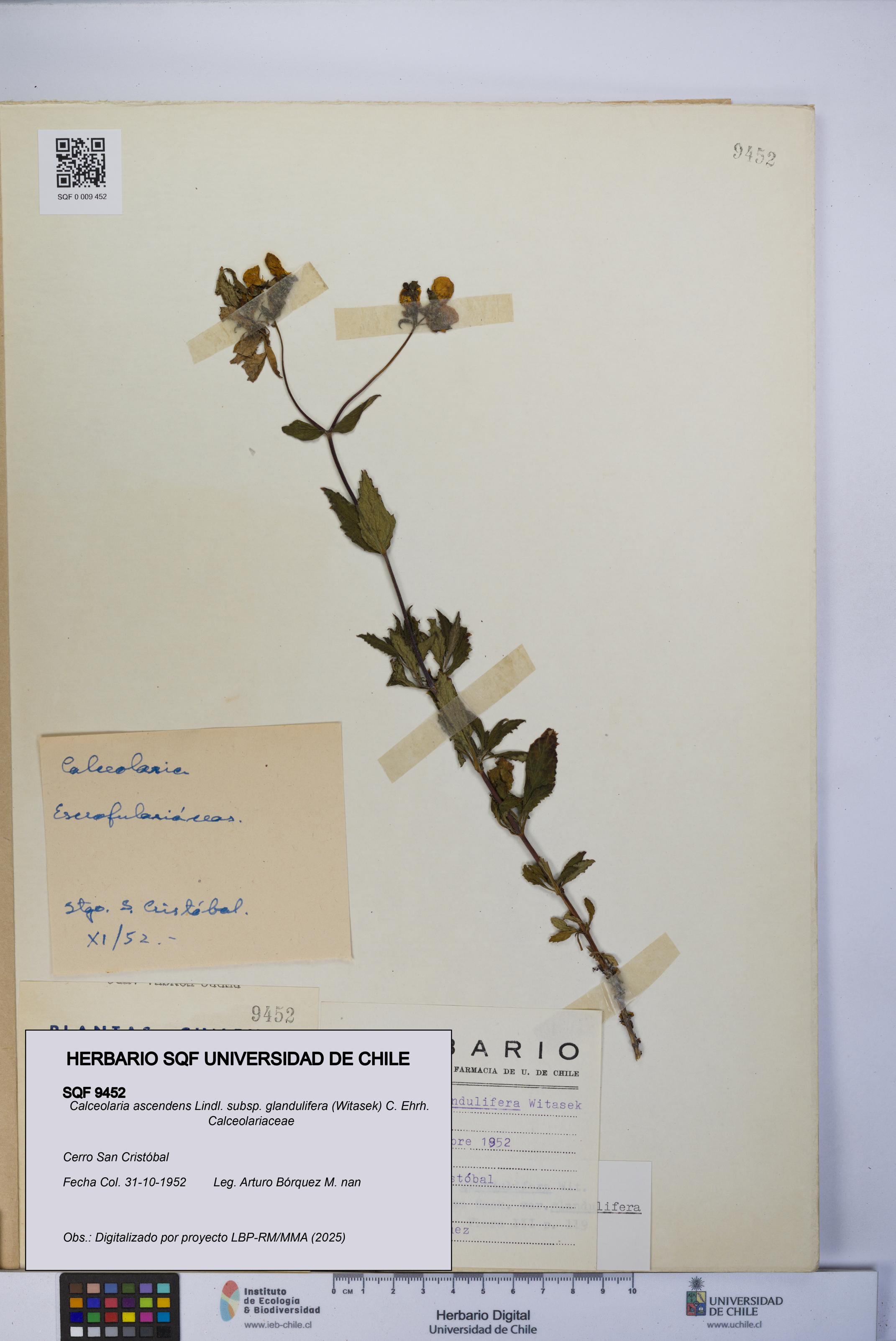 Calceolaria ascendens [Espécimen: UCH:SQF:0009452]