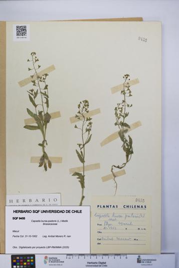 Capsella bursa-pastoris [Espécimen: UCH:SQF:0009455]