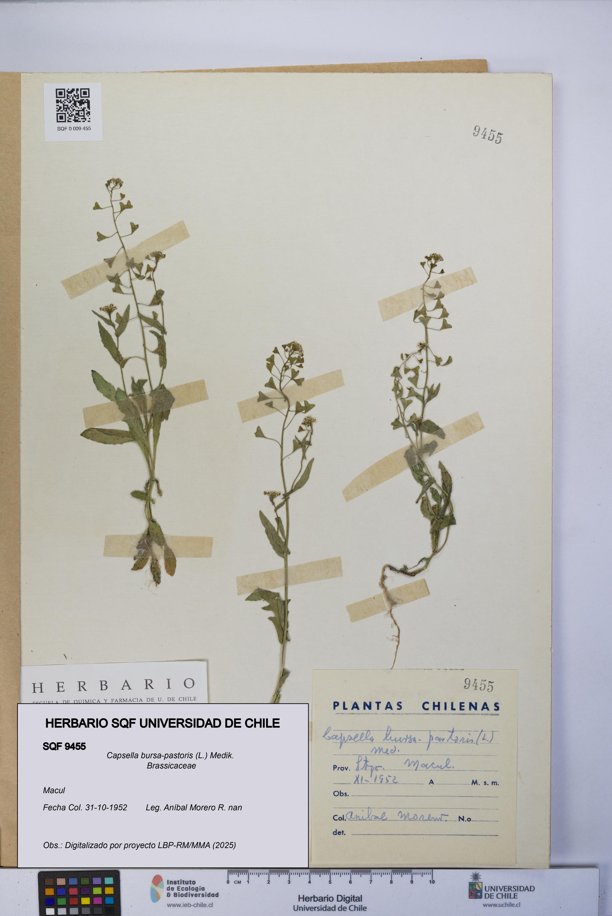 Capsella bursa-pastoris [Espécimen: UCH:SQF:0009455]