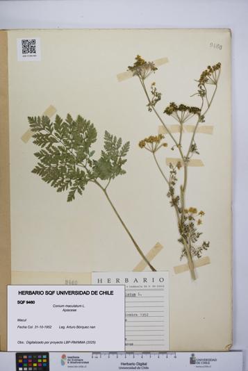 Conium maculatum [Espécimen: UCH:SQF:0009460]