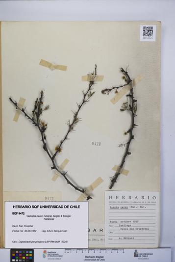 Vachellia caven [Espécimen: UCH:SQF:0009472]