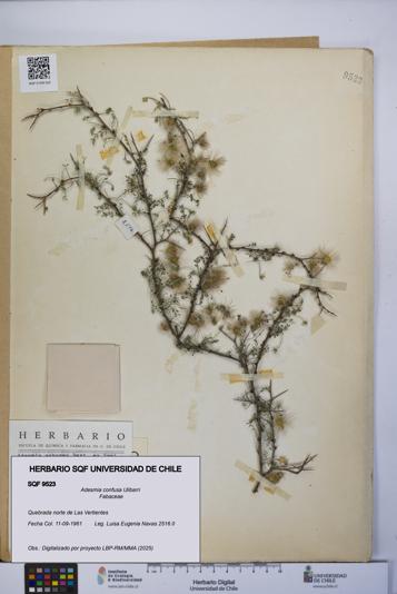 Adesmia confusa [Espécimen: UCH:SQF:0009523]