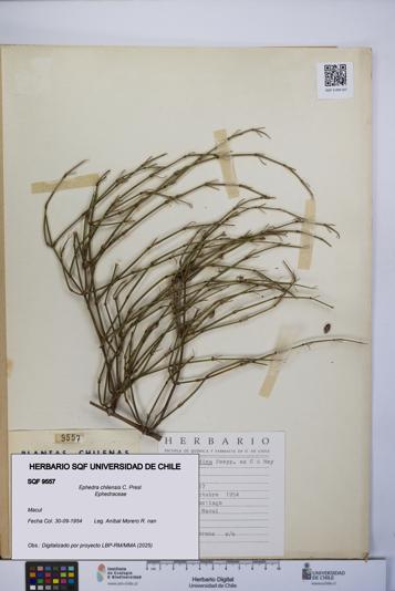 Ephedra chilensis [Espécimen: UCH:SQF:0009557]