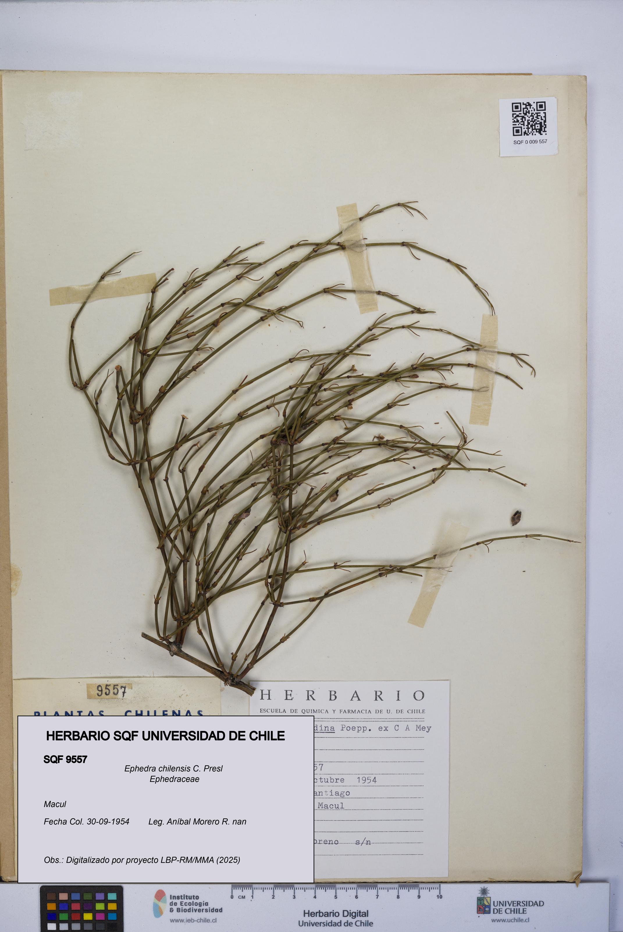 Ephedra chilensis [Espécimen: UCH:SQF:0009557]