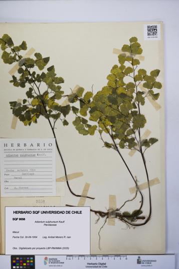 Adiantum sulphureum [Espécimen: UCH:SQF:0009558]