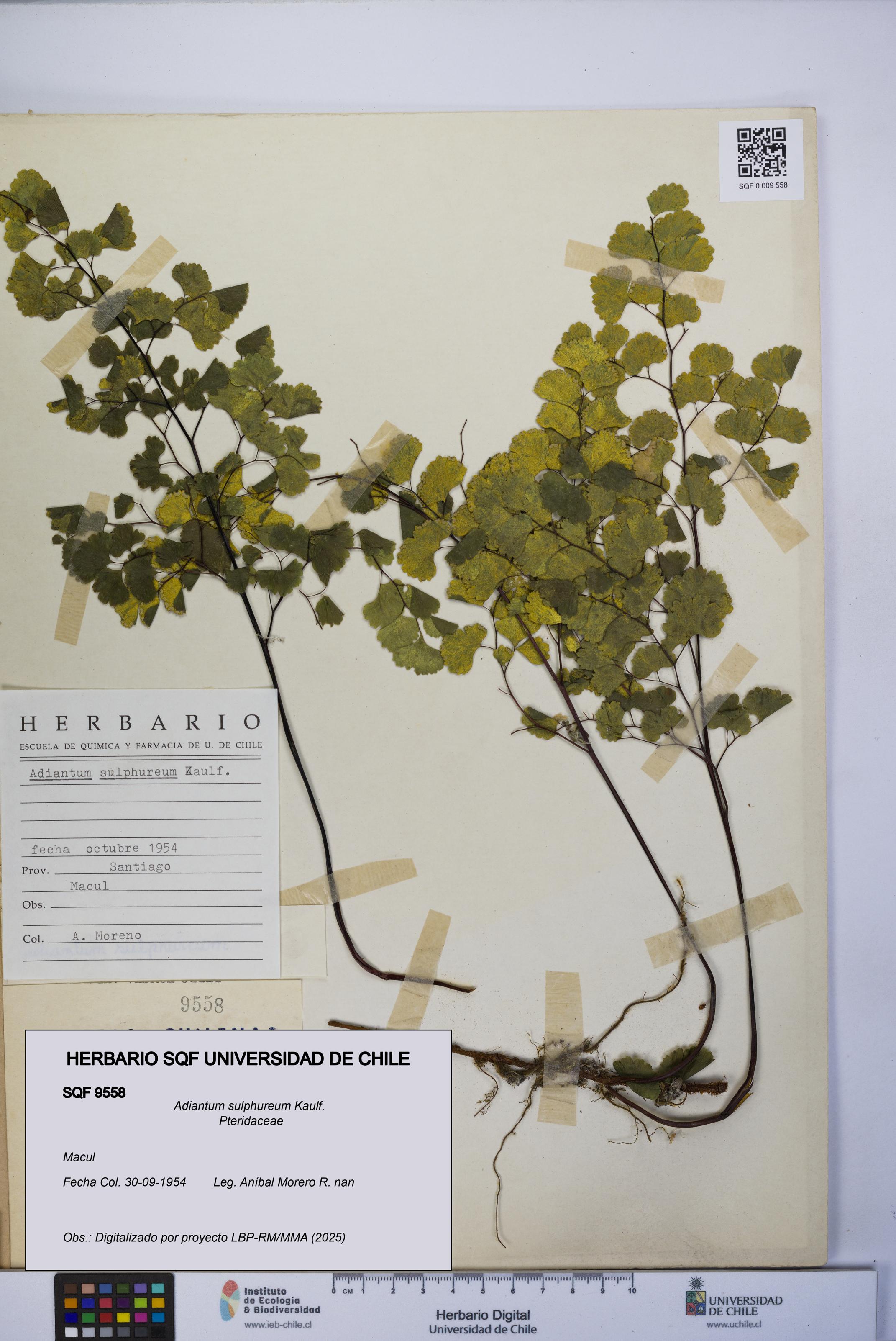 Adiantum sulphureum [Espécimen: UCH:SQF:0009558]