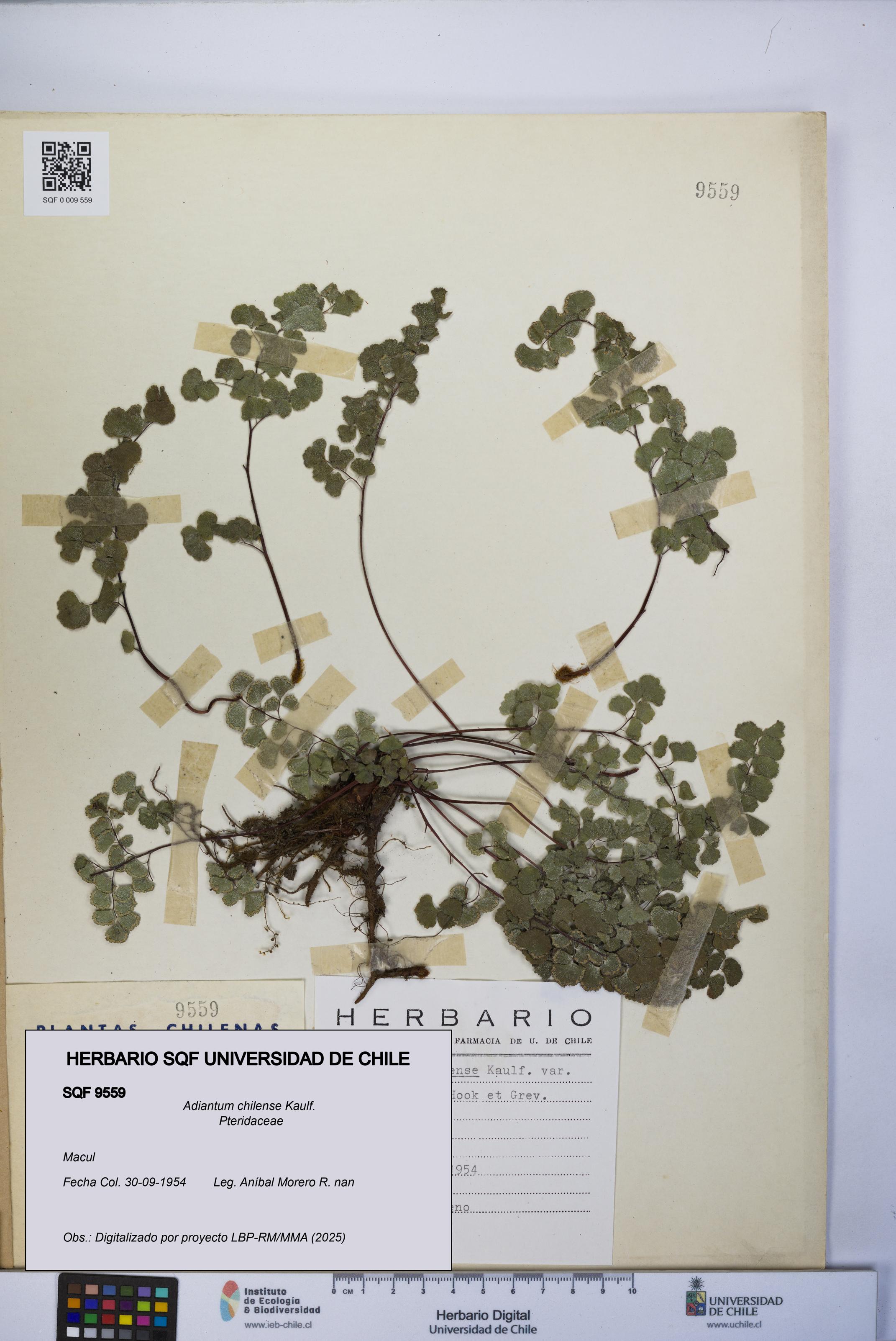 Adiantum chilense [Espécimen: UCH:SQF:0009559]