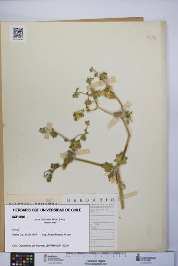 Loasa floribunda [Espécimen: UCH:SQF:0009565]