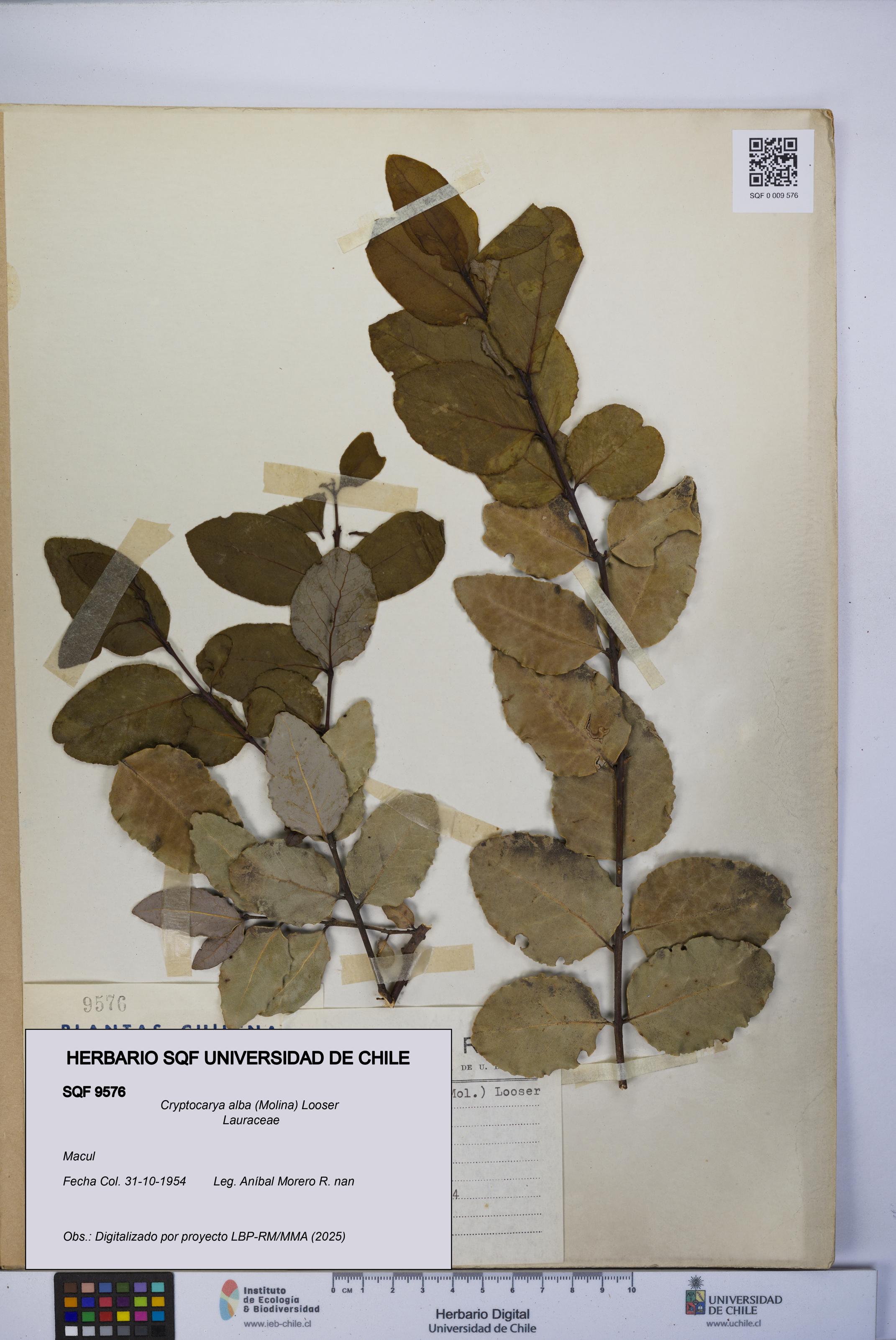 Cryptocarya alba [Espécimen: UCH:SQF:0009576]