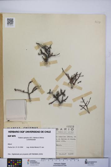 Tristerix aphyllus [Espécimen: UCH:SQF:0009579]