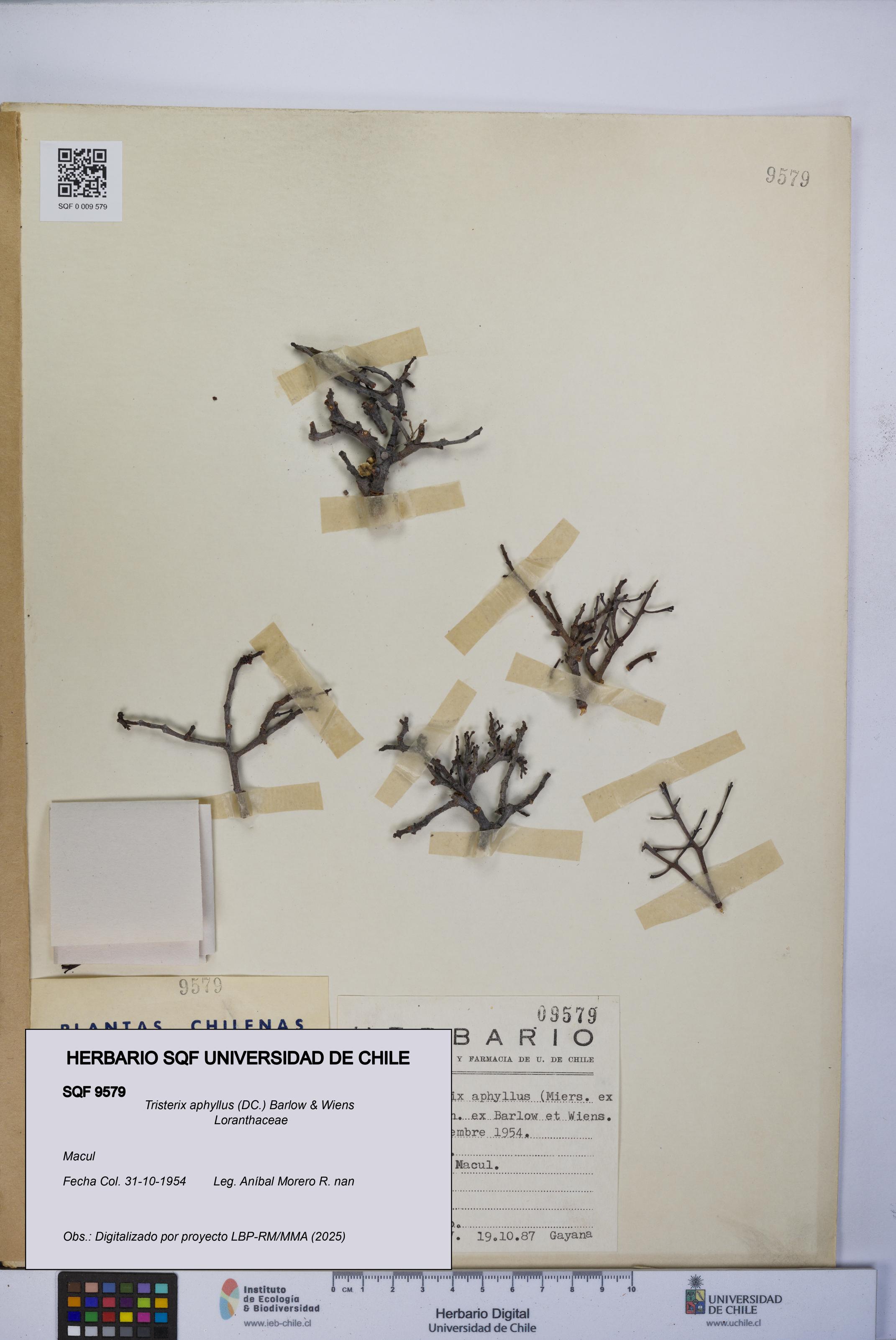 Tristerix aphyllus [Espécimen: UCH:SQF:0009579]