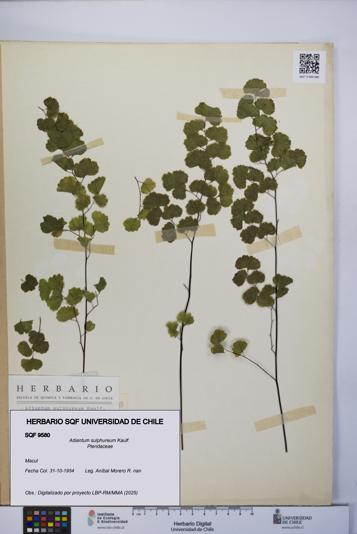 Adiantum sulphureum [Espécimen: UCH:SQF:0009580]