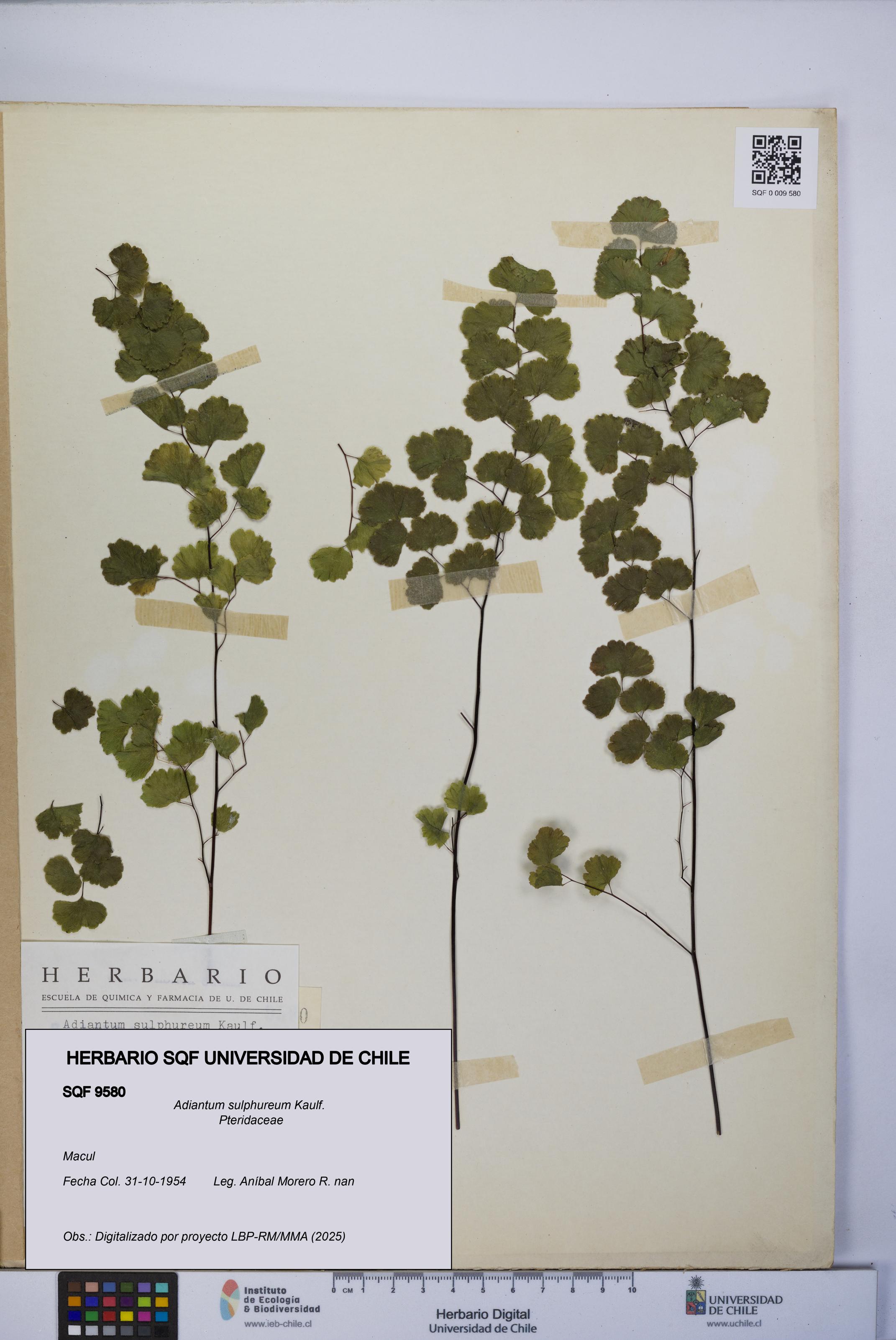Adiantum sulphureum [Espécimen: UCH:SQF:0009580]