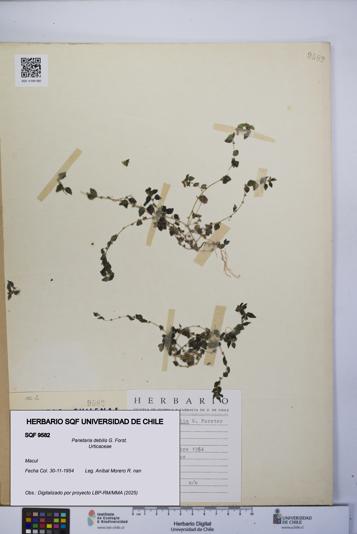 Parietaria debilis [Espécimen: UCH:SQF:0009582]