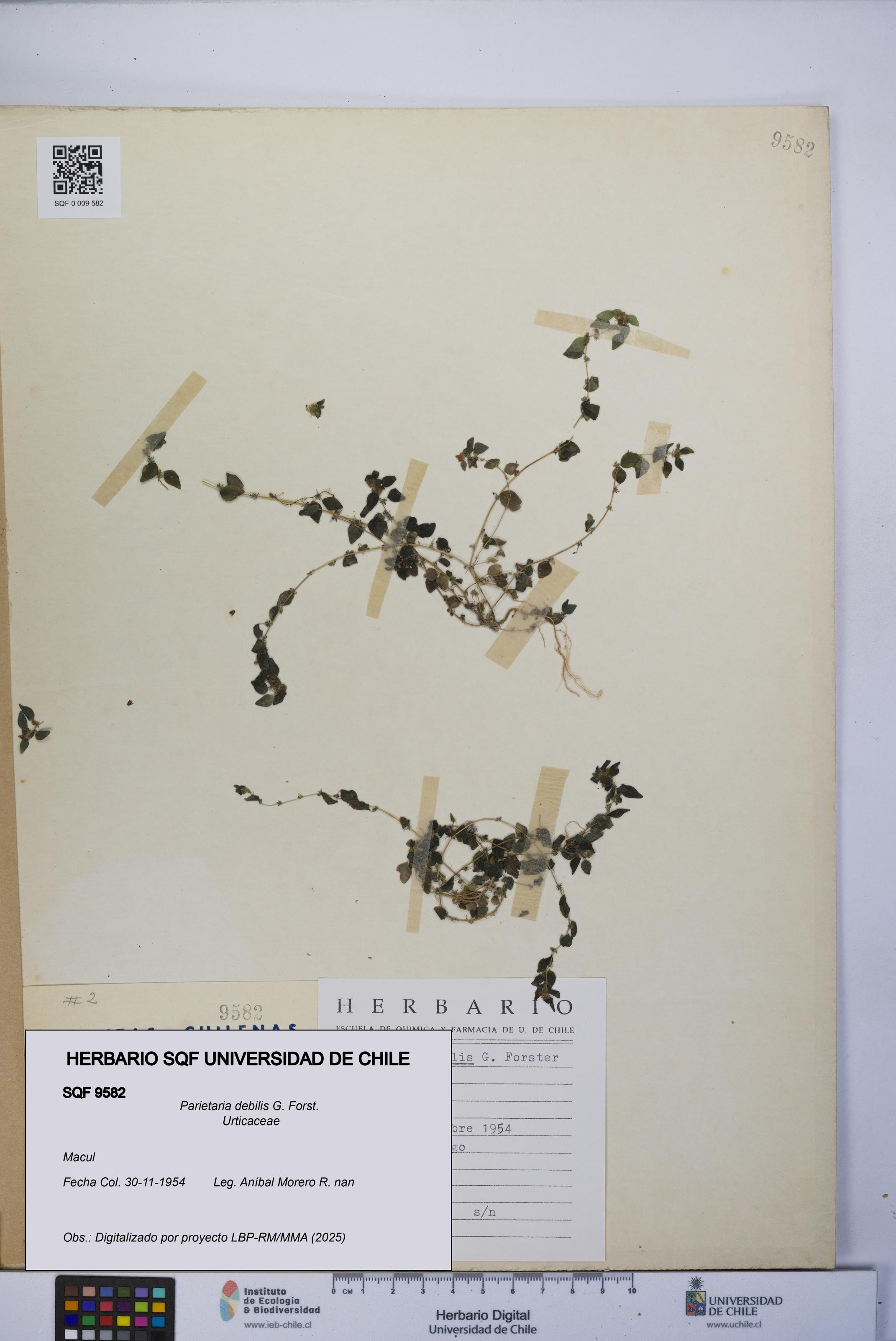 Parietaria debilis [Espécimen: UCH:SQF:0009582]