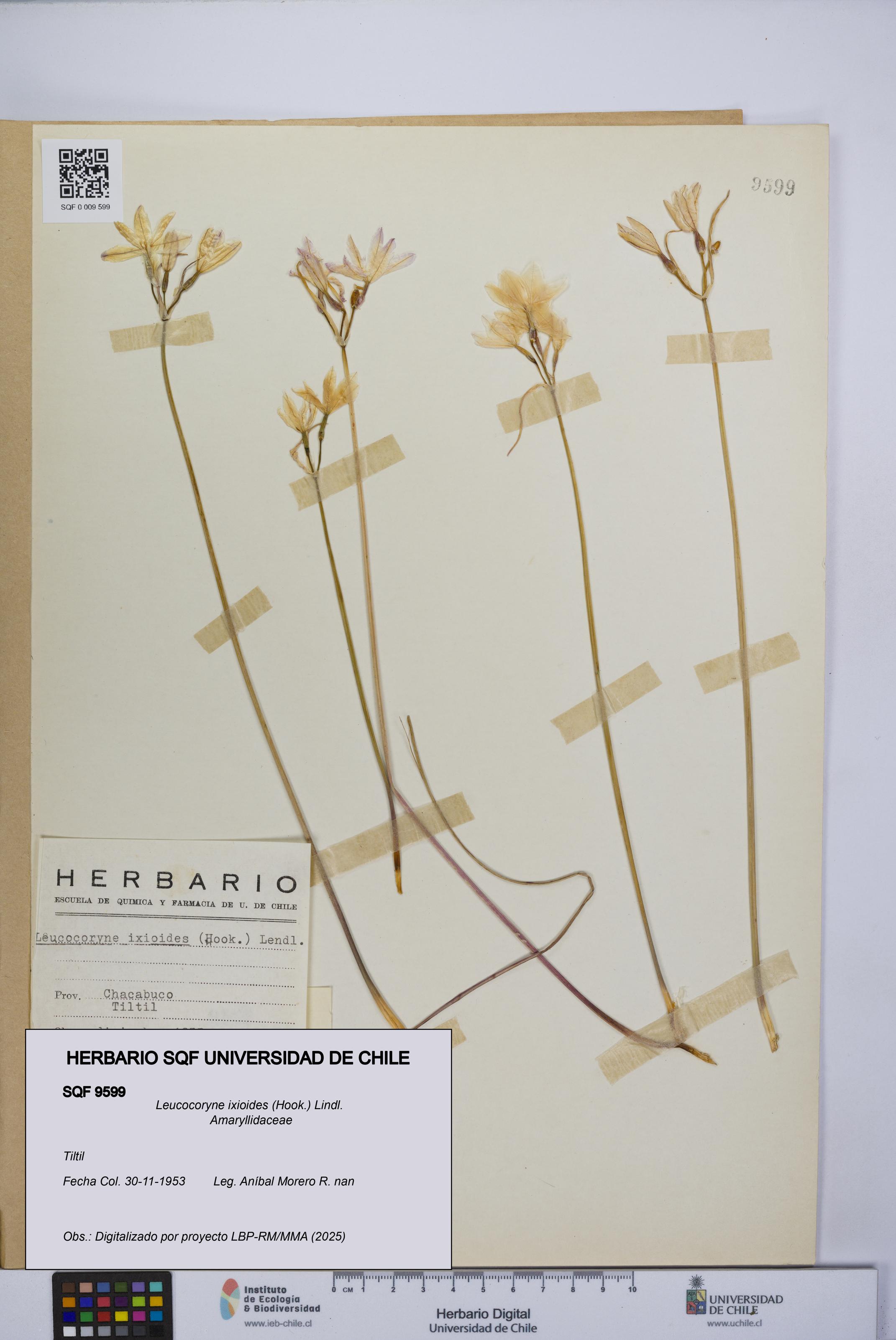 Leucocoryne ixioides [Espécimen: UCH:SQF:0009599]