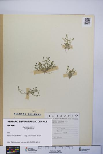 Sagina apetala [Espécimen: UCH:SQF:0009600]
