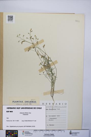 Adesmia filifolia [Espécimen: UCH:SQF:0009603]