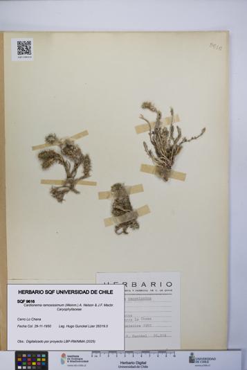 Cardionema ramosissimum [Espécimen: UCH:SQF:0009616]