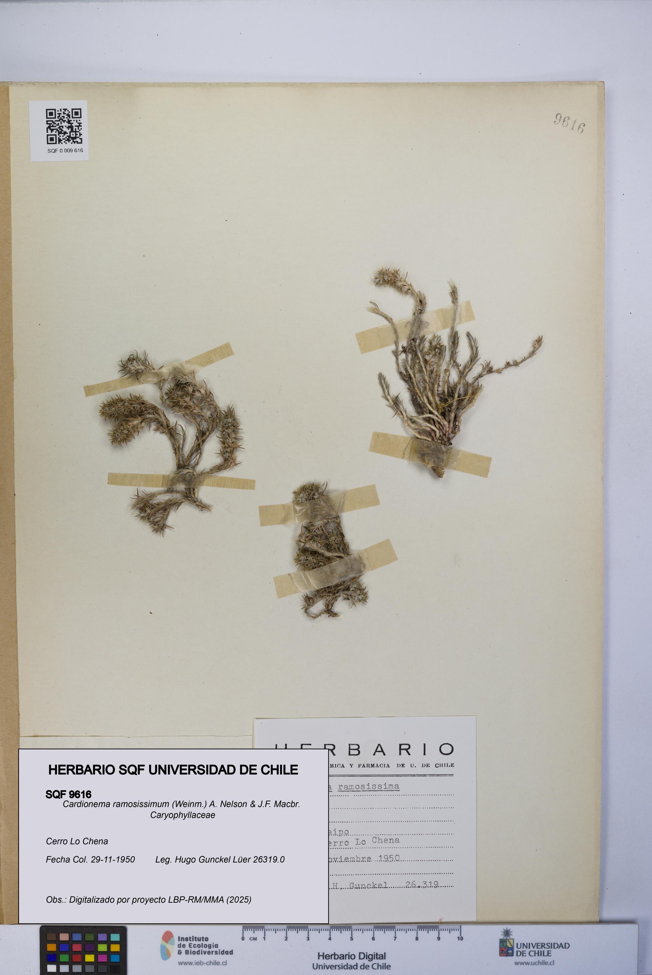 Cardionema ramosissimum [Espécimen: UCH:SQF:0009616]