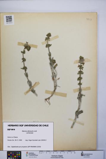 Stachys albicaulis [Espécimen: UCH:SQF:0009619]