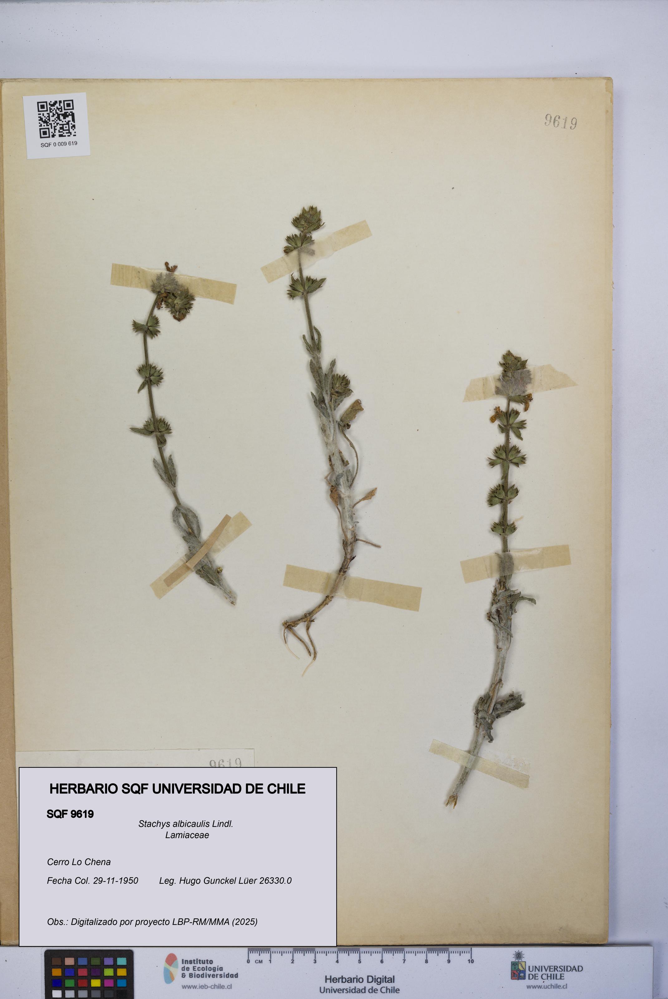 Stachys albicaulis [Espécimen: UCH:SQF:0009619]