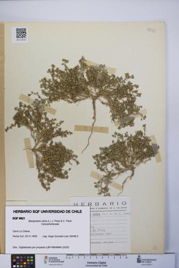 Spergularia rubra [Espécimen: UCH:SQF:0009621]