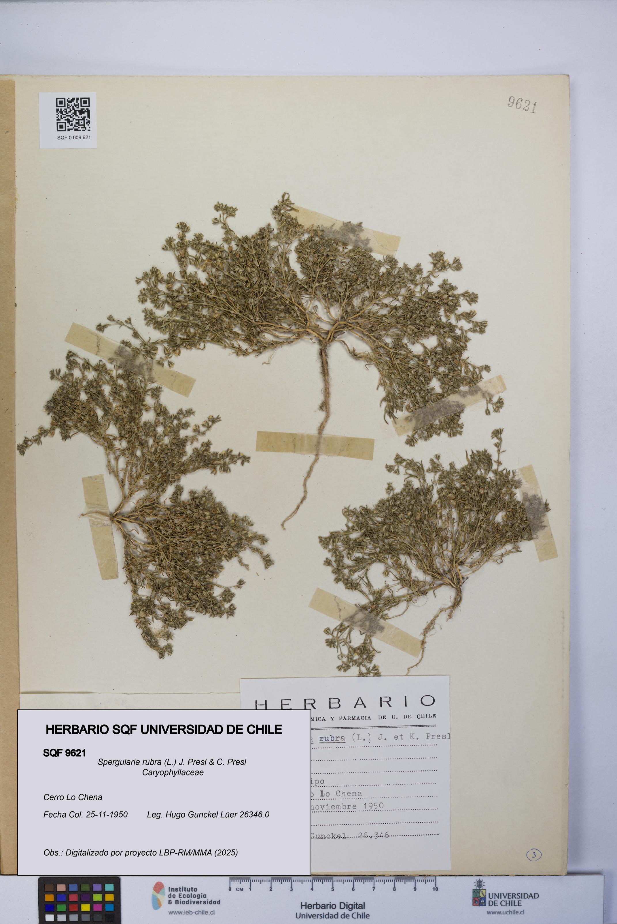 Spergularia rubra [Espécimen: UCH:SQF:0009621]