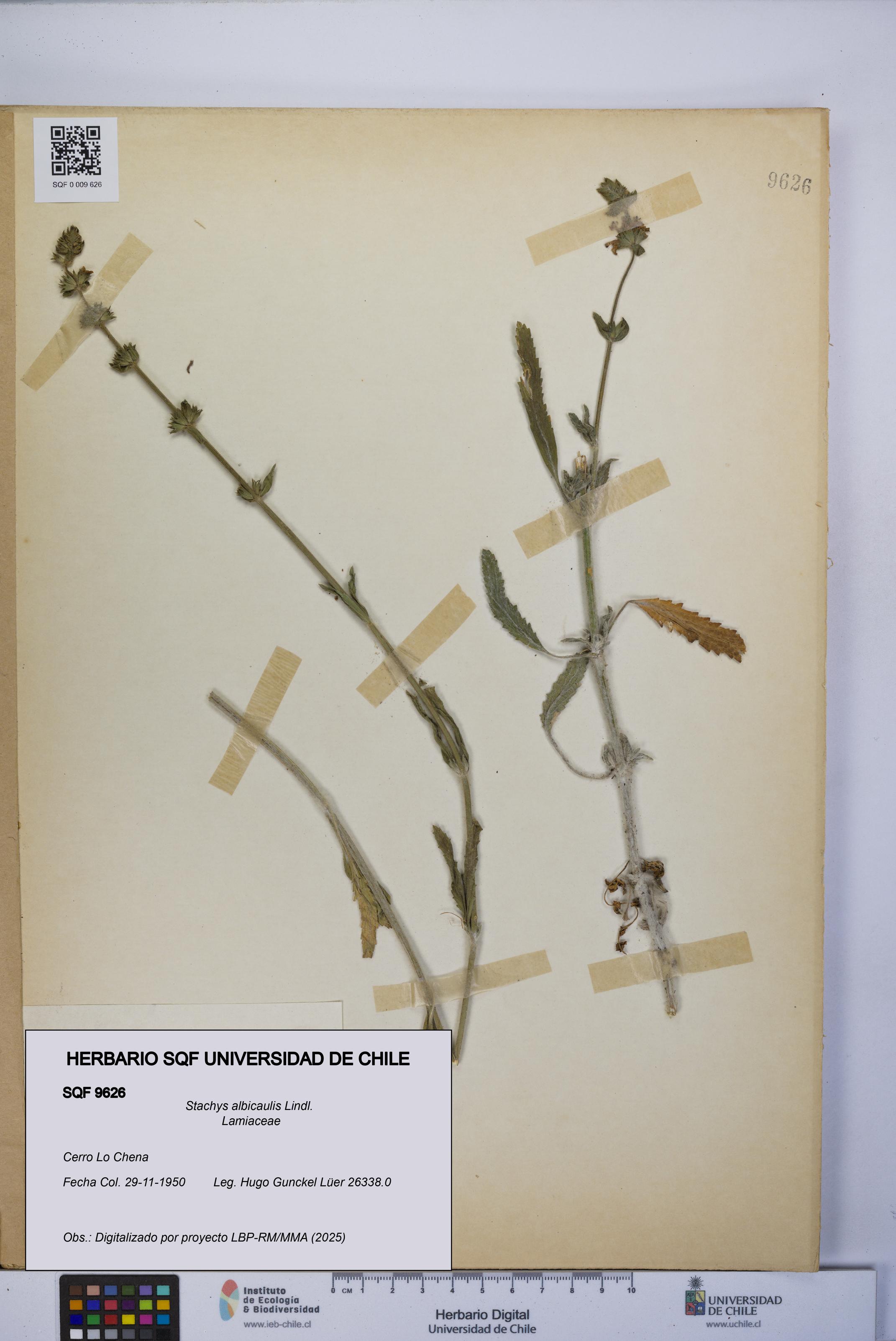 Stachys albicaulis [Espécimen: UCH:SQF:0009626]