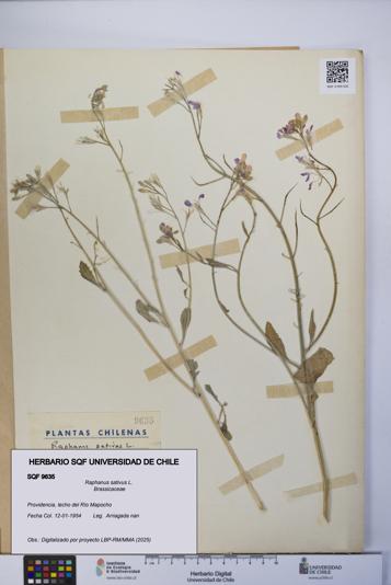 Raphanus sativus [Espécimen: UCH:SQF:0009635]