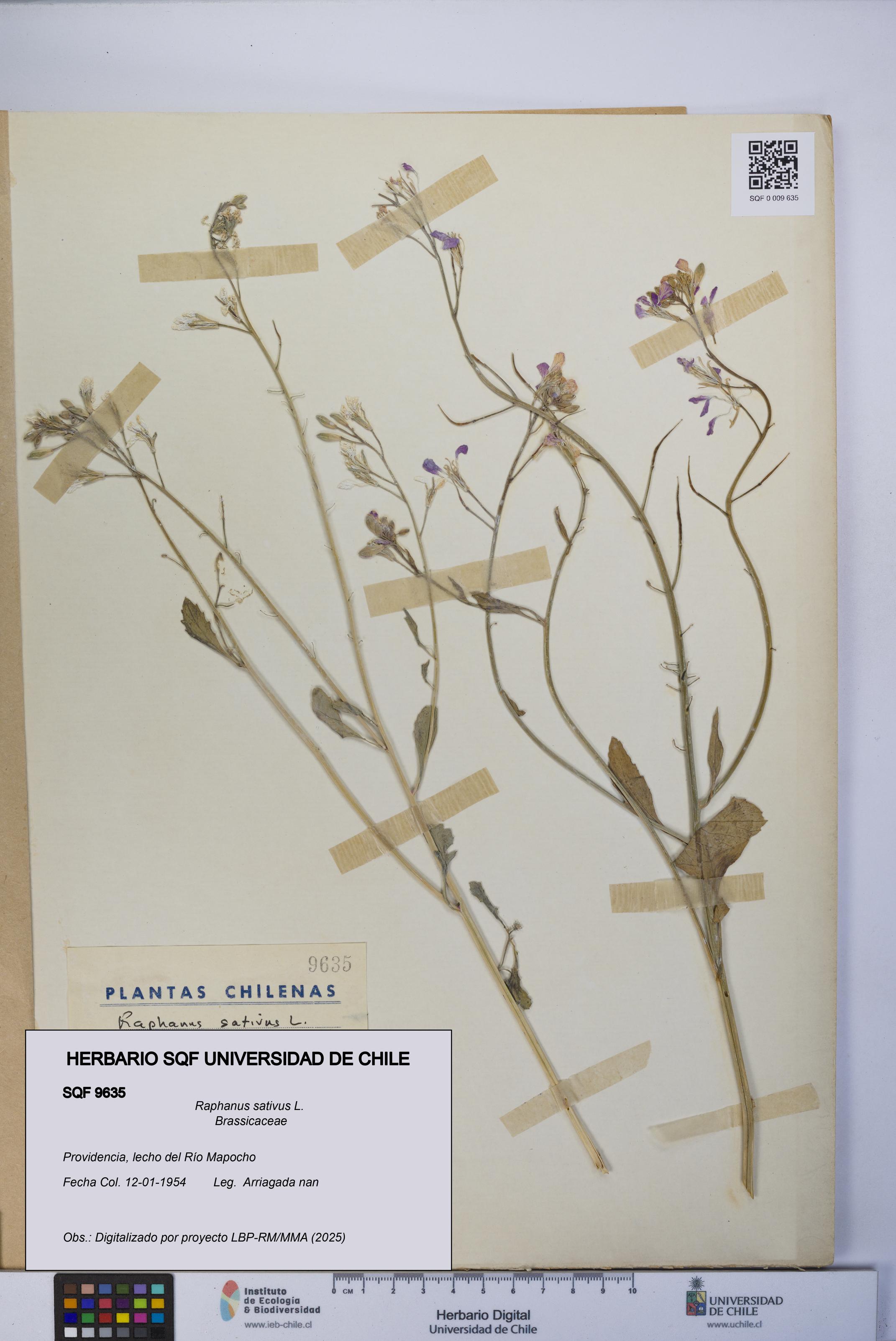 Raphanus sativus [Espécimen: UCH:SQF:0009635]