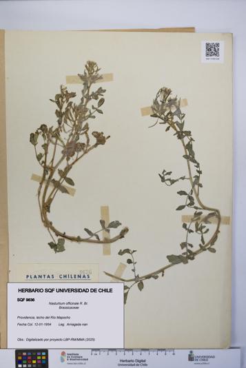 Nasturtium officinale [Espécimen: UCH:SQF:0009636]