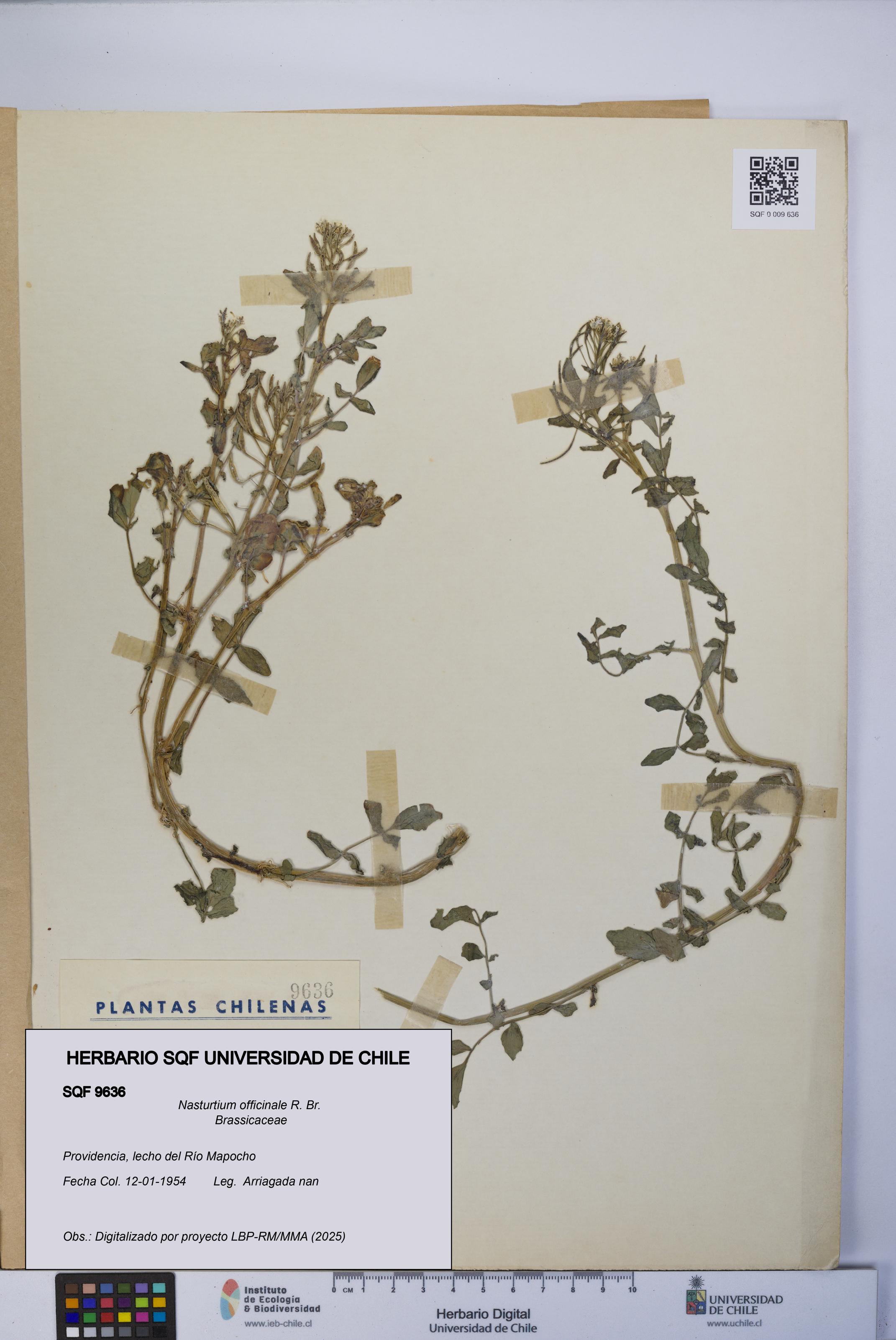 Nasturtium officinale [Espécimen: UCH:SQF:0009636]