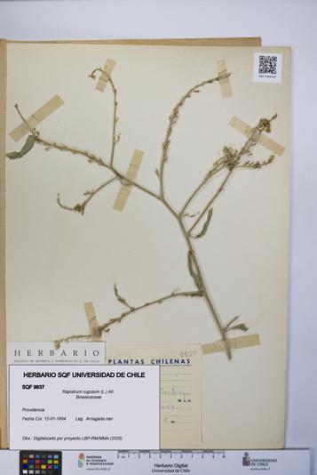 Rapistrum rugosum [Espécimen: UCH:SQF:0009637]