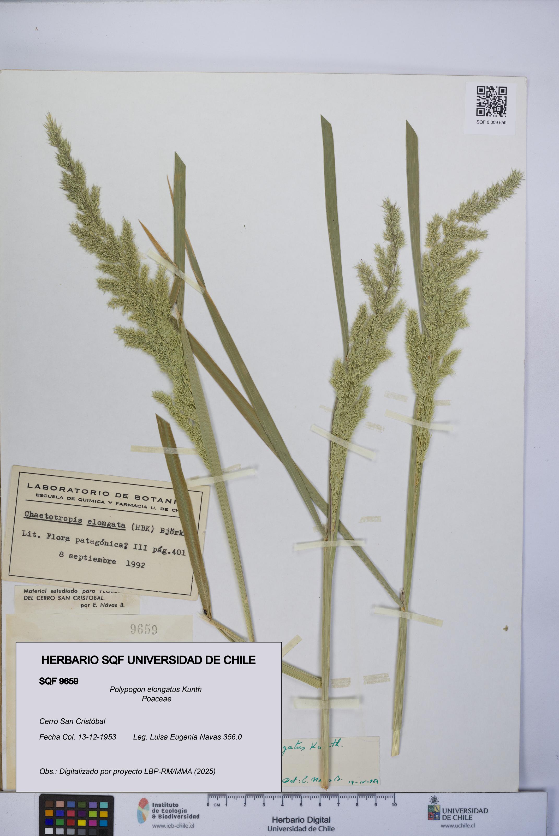 Polypogon elongatus [Espécimen: UCH:SQF:0009659]
