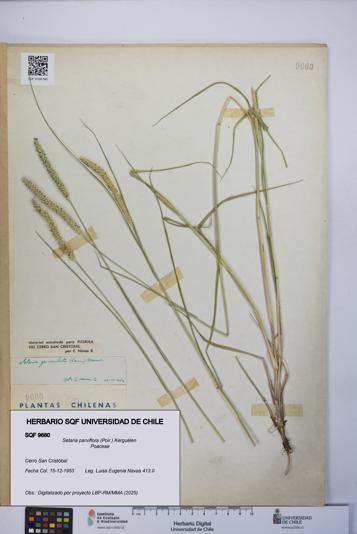 Setaria parviflora [Espécimen: UCH:SQF:0009660]