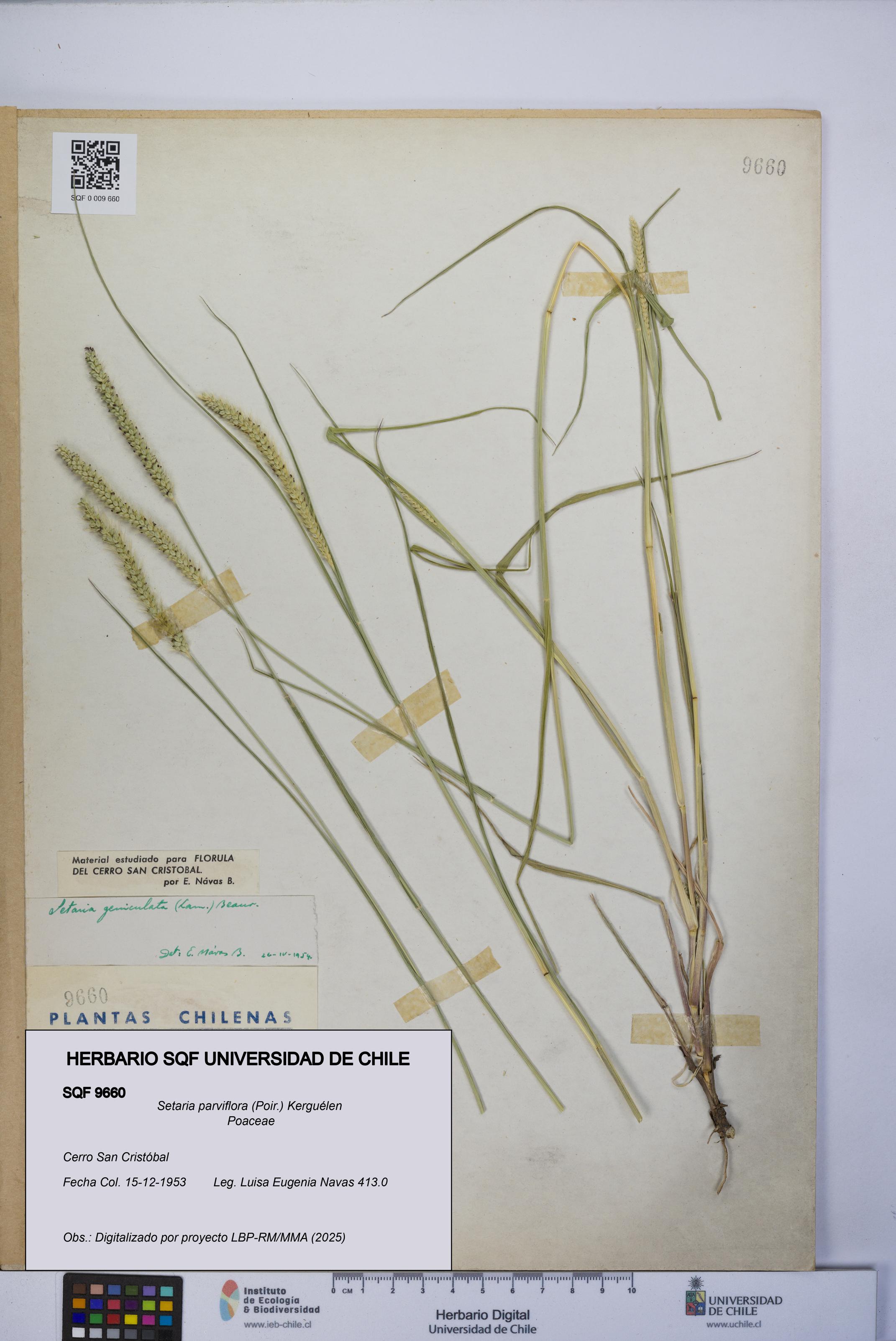 Setaria parviflora [Espécimen: UCH:SQF:0009660]