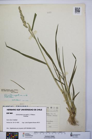Echinochloa crus-galli [Espécimen: UCH:SQF:0009661]