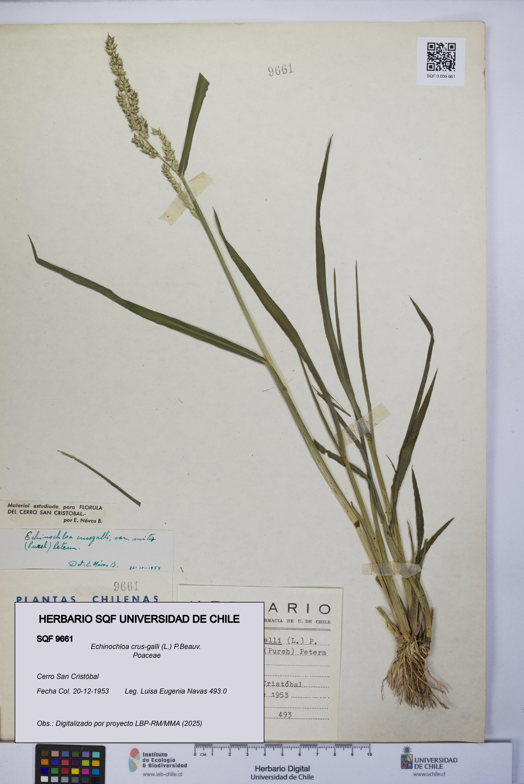 Echinochloa crus-galli [Espécimen: UCH:SQF:0009661]