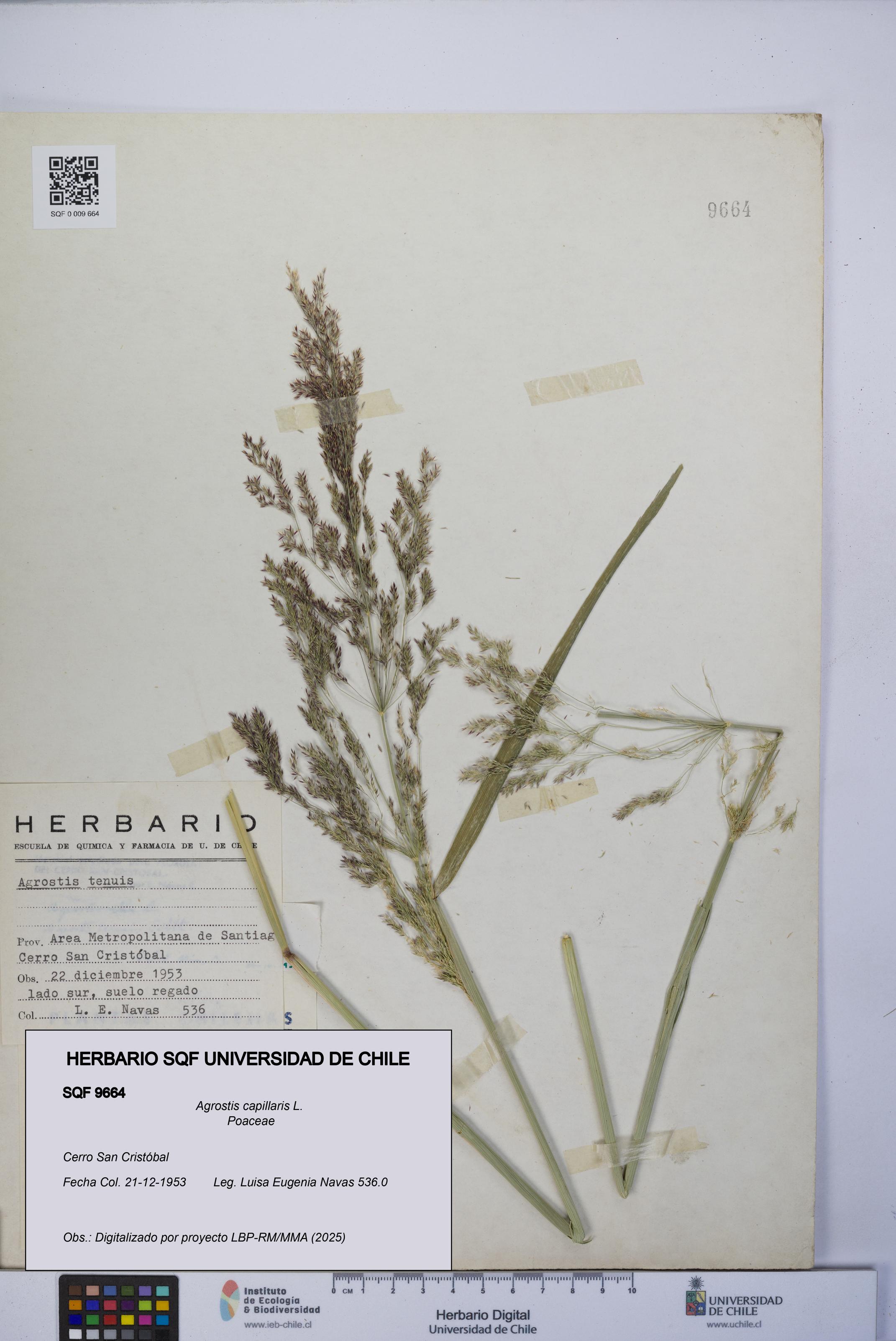 Agrostis capillaris [Espécimen: UCH:SQF:0009664]