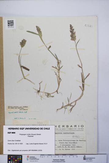 Polypogon viridis [Espécimen: UCH:SQF:0009665]