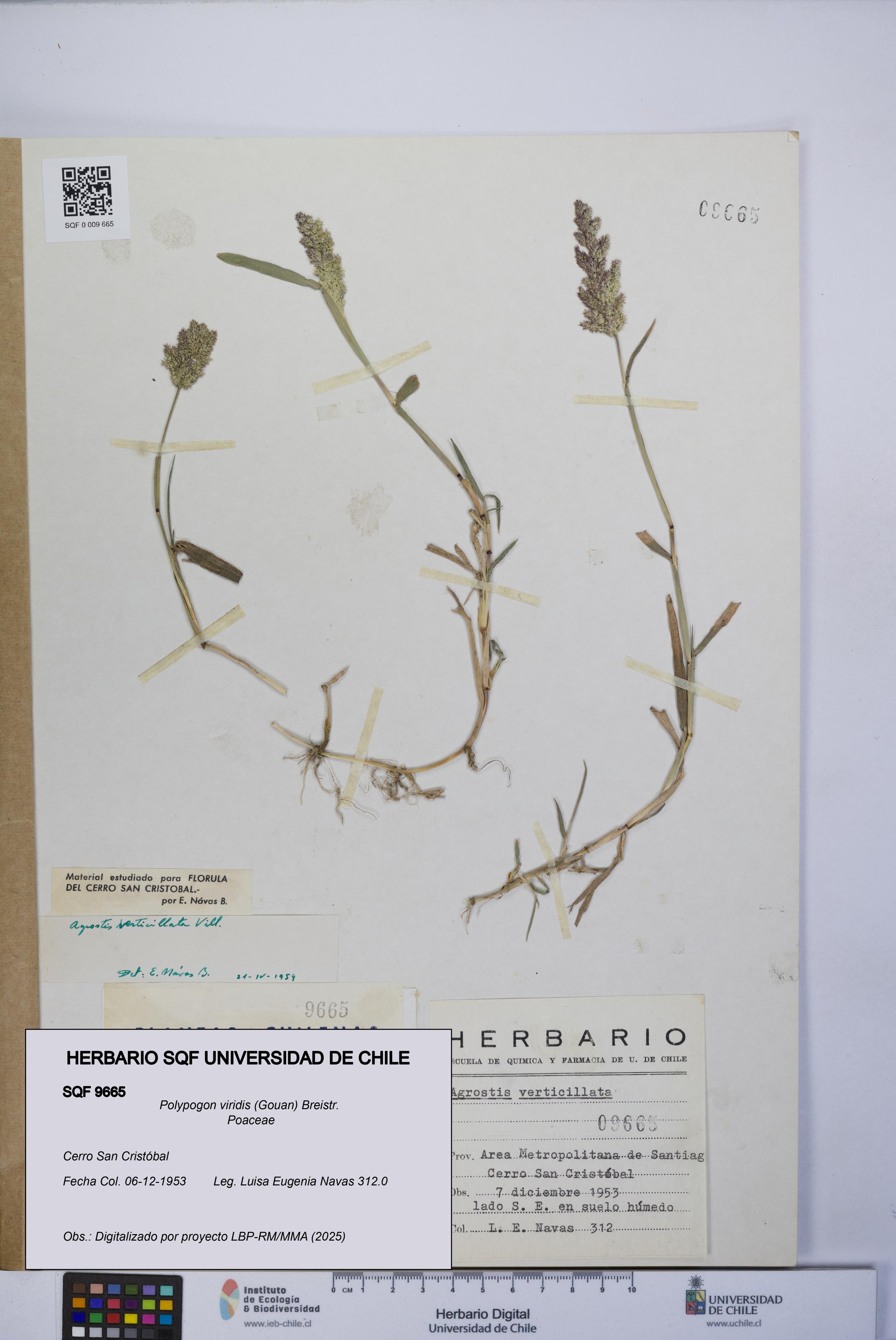 Polypogon viridis [Espécimen: UCH:SQF:0009665]