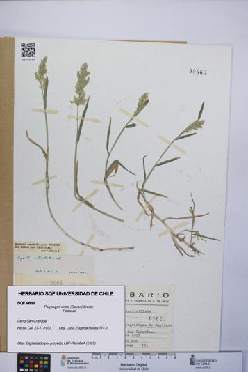 Polypogon viridis [Espécimen: UCH:SQF:0009666]