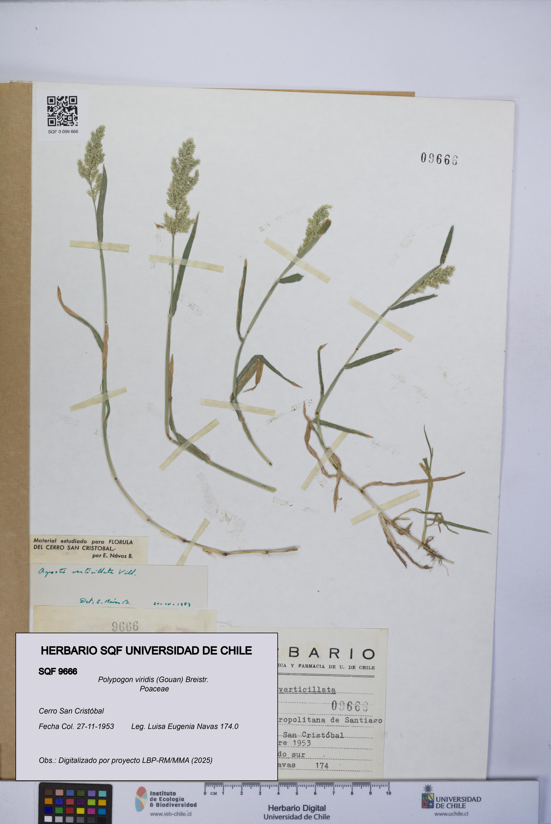 Polypogon viridis [Espécimen: UCH:SQF:0009666]